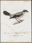 lesser grey shrike (Lanius minor)