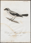 lesser grey shrike (Lanius minor)