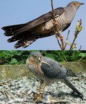 common cuckoo (Cuculus canorus)