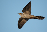 common cuckoo (Cuculus canorus)