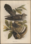 common cuckoo (Cuculus canorus)