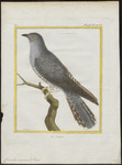 common cuckoo (Cuculus canorus)