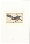 common cuckoo (Cuculus canorus)