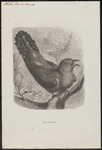 common cuckoo (Cuculus canorus)