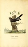 common cuckoo (Cuculus canorus)