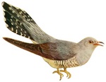 common cuckoo (Cuculus canorus)