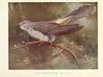 common cuckoo (Cuculus canorus)