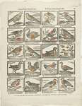 common cuckoo (Cuculus canorus), little owl (Athene noctua), mute swan (Cygnus olor)