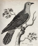 common cuckoo (Cuculus canorus)