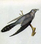 common cuckoo (Cuculus canorus)