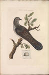 common cuckoo (Cuculus canorus)