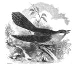 common cuckoo (Cuculus canorus)