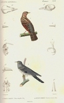 Eurasian wryneck (Jynx torquilla), common cuckoo (Cuculus canorus)
