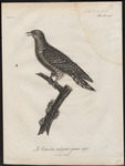 common cuckoo (Cuculus canorus)