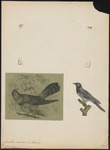 common cuckoo (Cuculus canorus)