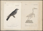 common cuckoo (Cuculus canorus)