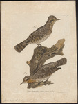 Eurasian wryneck (Jynx torquilla)