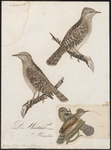 Eurasian wryneck (Jynx torquilla)