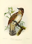 Eurasian wryneck (Jynx torquilla)