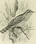 Eurasian wryneck (Jynx torquilla)