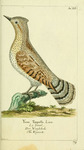 Eurasian wryneck (Jynx torquilla)