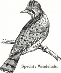 Eurasian wryneck (Jynx torquilla)