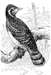 Eurasian wryneck (Jynx torquilla)