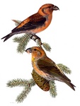 red crossbill, common crossbill (Loxia curvirostra)