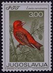 red crossbill, common crossbill (Loxia curvirostra)