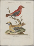 red crossbill, common crossbill (Loxia curvirostra)