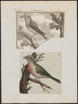 red crossbill, common crossbill (Loxia curvirostra)