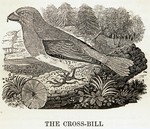 red crossbill, common crossbill (Loxia curvirostra)