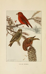 red crossbill, common crossbill (Loxia curvirostra)