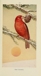 red crossbill, common crossbill (Loxia curvirostra)