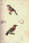 Eurasian bullfinch (Pyrrhula pyrrhula), common crossbill (Loxia curvirostra)