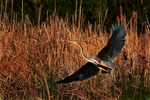 purple heron (Ardea purpurea)