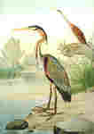 purple heron (Ardea purpurea)