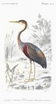 purple heron (Ardea purpurea)