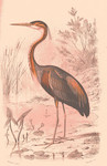 purple heron (Ardea purpurea)