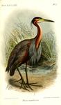 purple heron (Ardea purpurea)