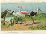 ...purple heron (Ardea purpurea), common spoonbill (Platalea leucorodia), greater flamingo (Phoenic