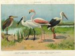 purple heron (Ardea purpurea), common spoonbill (Platalea leucorodia), greater flamingo (Phoenic...