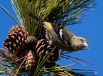 white-winged crossbill (Loxia leucoptera leucoptera)