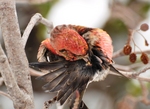 white-winged crossbill (Loxia leucoptera leucoptera)