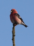 two-barred crossbill (Loxia leucoptera)