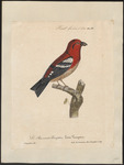 two-barred crossbill (Loxia leucoptera)