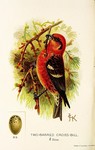 two-barred crossbill (Loxia leucoptera)