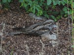 European nightjar, Eurasian nightjar (Caprimulgus europaeus)