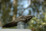 European nightjar, Eurasian nightjar (Caprimulgus europaeus)