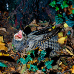 European nightjar, Eurasian nightjar (Caprimulgus europaeus)